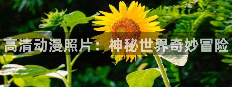 囧次元网页版