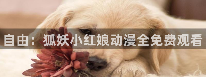 囧次元网站入口：自由：狐妖小红娘动漫全免费观看